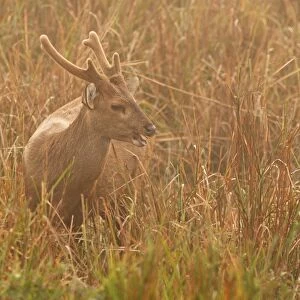 Hog Deer (Axis porcinus porcinus) adult male, with antlers in velvet, feeding