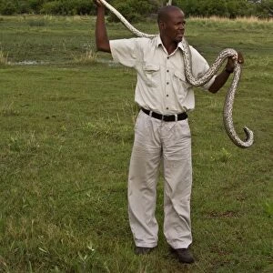 Holding an African Rock Python - Okavango Delta