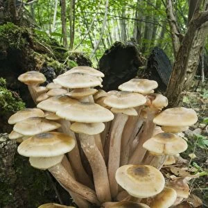 Honey Fungus (Armillaria mellea) fruiting bodies, cluster growing on Common Ash (Fraxinus excelsior) stump in woodland