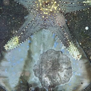Honeycomb Starfish (Pentaceraster alveolatus) adult, feeding, scavenged on Blue-spotted Ribbontail Ray (Taeniura lymma)