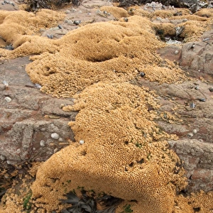 Honeycomb Worm (Sabellaria alveolata) tube reef colony, on exposed rocky shore at low tide, Bude, Cornwall, England