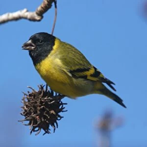 Hooded Siskin (Carduelis magellanica) adult male, feeding on seeds in tree, La Lucila, Buenos Aires Province, Argentina, july