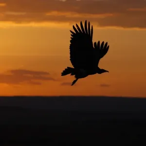 Hooded Vulture in Flight Print, Kenya Hooded Vulture in Flight Print, Kenya