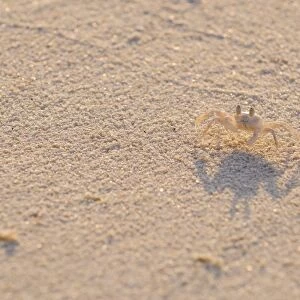 Horned Ghost Crab (Ocypode ceratophthalmus) juvenile, standing on sandy beach, Maldives, march