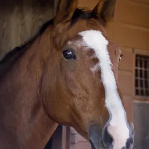 Horse, adult, close-up of head, at stables, England, october Horse, adult, close-up of head, at stables, England, october