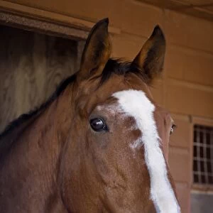 Horse, adult, close-up of head, at stables, England, october