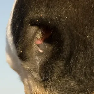 Horse, adult, close-up of nose, showing nostril, fine hairs and pink mucosa, Melton Wold, Northern Cape, South Africa Horse, adult, close-up of nose, showing nostril, fine hairs and pink mucosa, Melton Wold, Northern Cape, South Africa