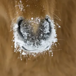 Horse, adult, close-up of snow covered nose, Sweden, winter Horse, adult, close-up of snow covered nose, Sweden, winter