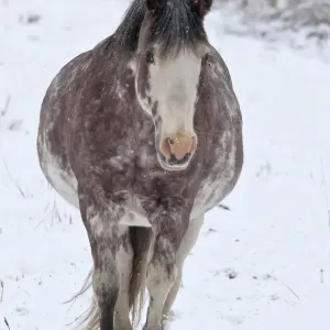 Cavallo, adulto camminare nella neve a Yukon nel Canadà settembre Cavallo, adulto camminare nella neve a Yukon nel Canadà settembre