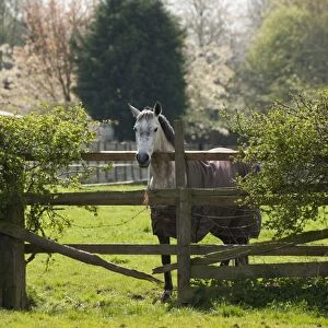 Horse, adult, wearing turnout rug, standing in pasture beside broken wooden fence with barbed wire, Cheshire, England