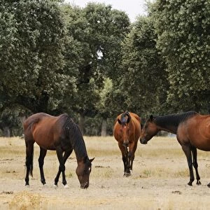 Horse, three adults, breed used in bullfighting, grazing in dehesa habitat, Salamanca, Castile and Leon, Spain