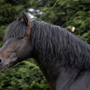 Horse, Andalusian (Pure Spanish Horse or Pura Raza Espanola) adult, close-up of head and neck