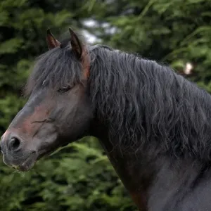 Horse, Andalusian (Pure Spanish Horse or Pura Raza Espanola) adult, close-up of head and neck Horse, Andalusian (Pure Spanish Horse or Pura Raza Espanola) adult, close-up of head and neck