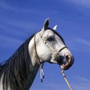 Horse - Arab Close-up of grey stallions head / halter