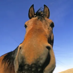 Horse, close-up of head, U. S. A Horse, close-up of head, U. S. A