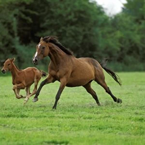 Horse, English Thoroughbred, mare and foal, galloping in meadow