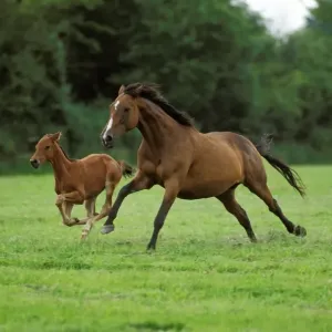 Cavallo di razza inglese da corsa, destriero e fiato marrone che corrono nel prato Cavallo di razza inglese da corsa, destriero e fiato marrone che corrono nel prato