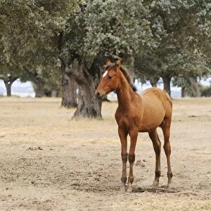 Horse, foal, breed used in bullfighting, standing in dehesa habitat, Salamanca, Castile and Leon, Spain, september