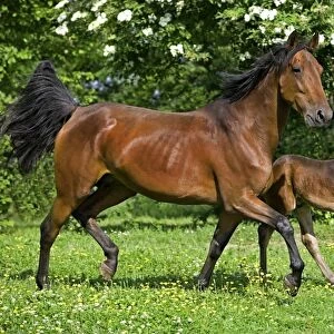 Horse, French Trotter, mare and foal, trotting in paddock, Normandy, France