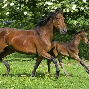 Horse, French Trotter, mare and foal, trotting in paddock, Normandy, France Horse, French Trotter, mare and foal, trotting in paddock, Normandy, France