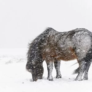 Horse, Icelandic Pony, adult, grazing on snow during blizzard, Snaefellsnes, Vesturland, Iceland, March