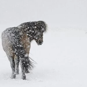 Horse, Icelandic Pony, adult, standing on snow during blizzard, Snaefellsnes, Vesturland, Iceland, March