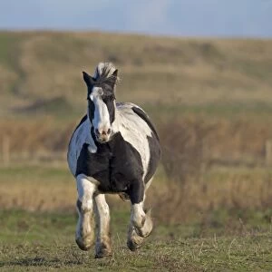 Horse, Irish Cob (Gypsy Pony), adult, galloping in pasture, Norfolk, England, December