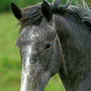 Horse, Lipizzaner, adult, close-up of head, France