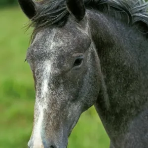 Horse, Lipizzaner, adult, close-up of head, France Horse, Lipizzaner, adult, close-up of head, France