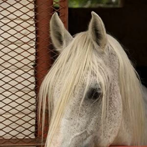 Horse, Lipizzaner stallion, twenty five years old, close-up of head at stable door, Kyalami, Gauteng, South Africa