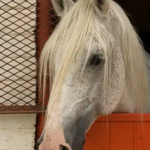Horse, Lipizzaner stallion, twenty five years old, close-up of head at stable door, Kyalami, Gauteng, South Africa Horse, Lipizzaner stallion, twenty five years old, close-up of head at stable door, Kyalami, Gauteng, South Africa