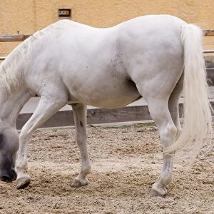 Horse, Lippizaner, elderly stallion, pawing at ground, in retirement at national stud, Piber, Steiermark, Austria