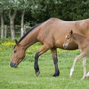 Horse, mare with young foal, walking in paddock, Oxfordshire, England, may