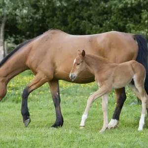 Horse Print: Mare with Foal in Oxfordshire Paddock Horse Print: Mare with Foal in Oxfordshire Paddock