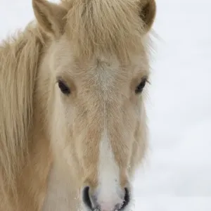 Cavallo palominosso adulto da lato della testa nella neve Svezia invernale Cavallo palominosso adulto da lato della testa nella neve Svezia invernale