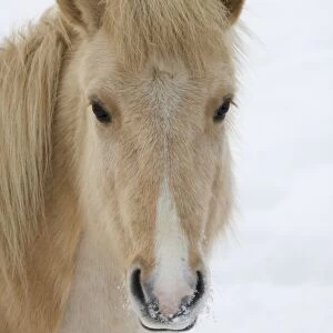 Horse, Palomino adult, close-up of head, in snow, Sweden, winter