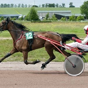 Horse racing, harness racing at racecourse, Vire Racecourse, Normandy, France, May