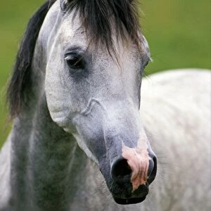 Horse, Shagya, adult, close-up of head, France