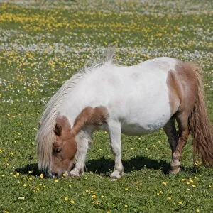 Horse, Shetland Pony, adult, grazing in meadow with wildflowers, Shetland Islands, Scotland, June