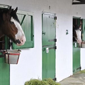 Horse, Shire Horse, two adults, looking out over stable doors, Yorkshire, England, July