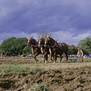Horse, Suffolk Punch, three adults, pulling plough during ploughing competition, Petworth, West Sussex, England