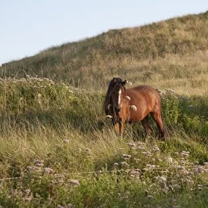 Horse, Welsh Pony, two adults, feeding, used for conservation grazing to control unwanted vegetation after rabbit