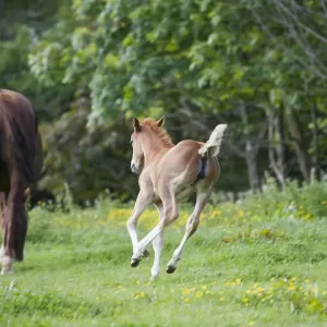 Horse, young foal, running towards mare in paddock, Oxfordshire, England, may Horse, young foal, running towards mare in paddock, Oxfordshire, England, may
