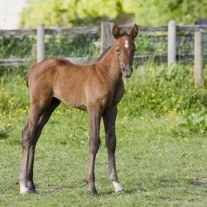 Cavallo giovane destriero al pascolo a Oxfordshire nel Regno Unito maggio Cavallo giovane destriero al pascolo a Oxfordshire nel Regno Unito maggio
