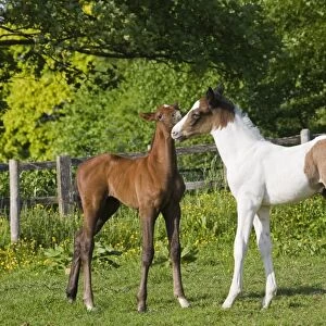 Horse, two young foals, greeting, standing in paddock, Oxfordshire, England, may