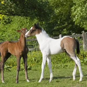 Cavallo, due foche giovani, saluto, in recintazione, Oxfordshire, Inghilterra, maggio. Cavallo, due foche giovani, saluto, in recintazione, Oxfordshire, Inghilterra, maggio.