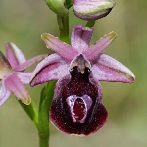 Horseshoe Orchid (Ophrys ferrum-equinum) close-up of flower and buds, Peloponesos, Southern Greece, april