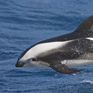 Hourglass Dolphin (Lagenorhynchus cruciger) adult, porpoising from sea, South Atlantic Ocean, South Georgia