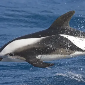 Delfín de la hora (Lagenorhynchus cruciger), adulto, saltando desde el mar en el Océano Atlántico Sur y las Islas Georgias del Sur Delfín de la hora (Lagenorhynchus cruciger), adulto, saltando desde el mar en el Océano Atlántico Sur y las Islas Georgias del Sur