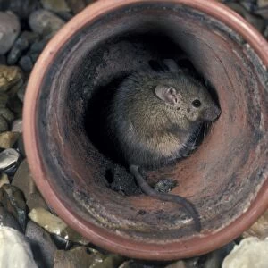 House Mouse in garden pot